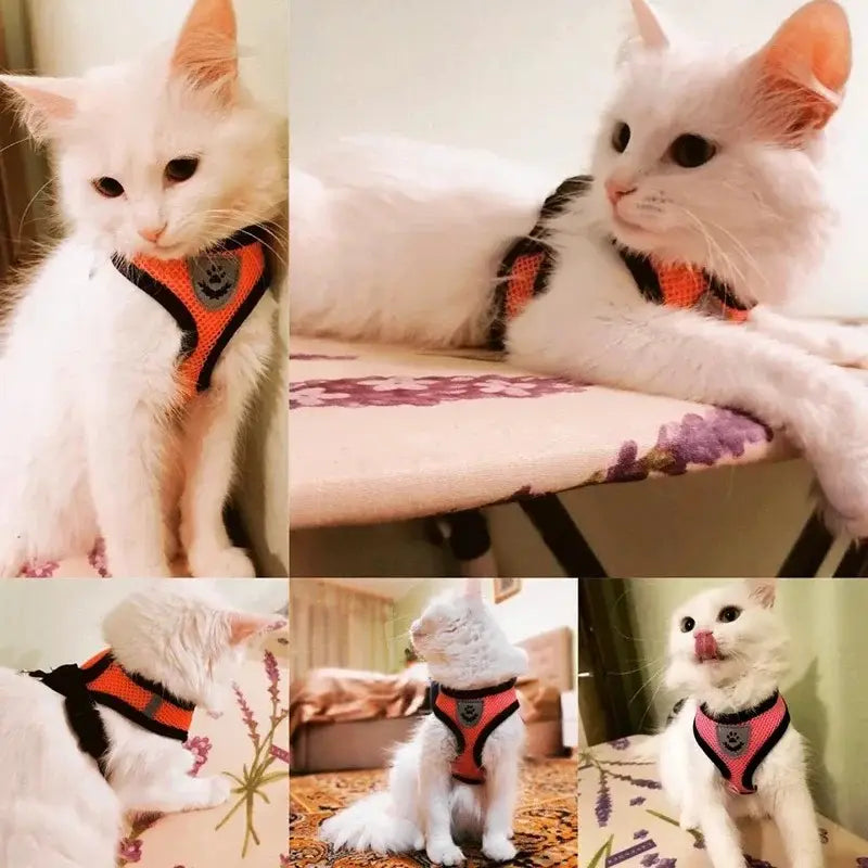 Orange-schwarzes reflektierendes Mesh-Katzengeschirr mit grauem Pfotenabdruck-Logo, entwickelt für Sicherheit und Komfort des Haustiers.