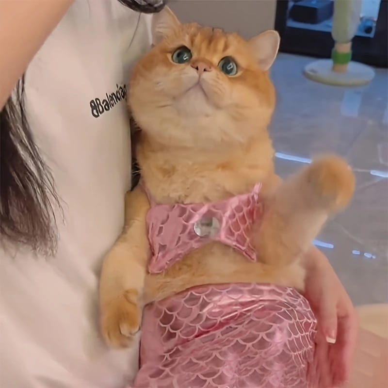 Eine flauschige orangefarbene Katze, die ein rosa Meerjungfrauen-Style Katzen-Meerjungfrauenkostüm aus Dacron trägt, mit Spitze und glänzenden Schuppen, als Haustierbekleidung.