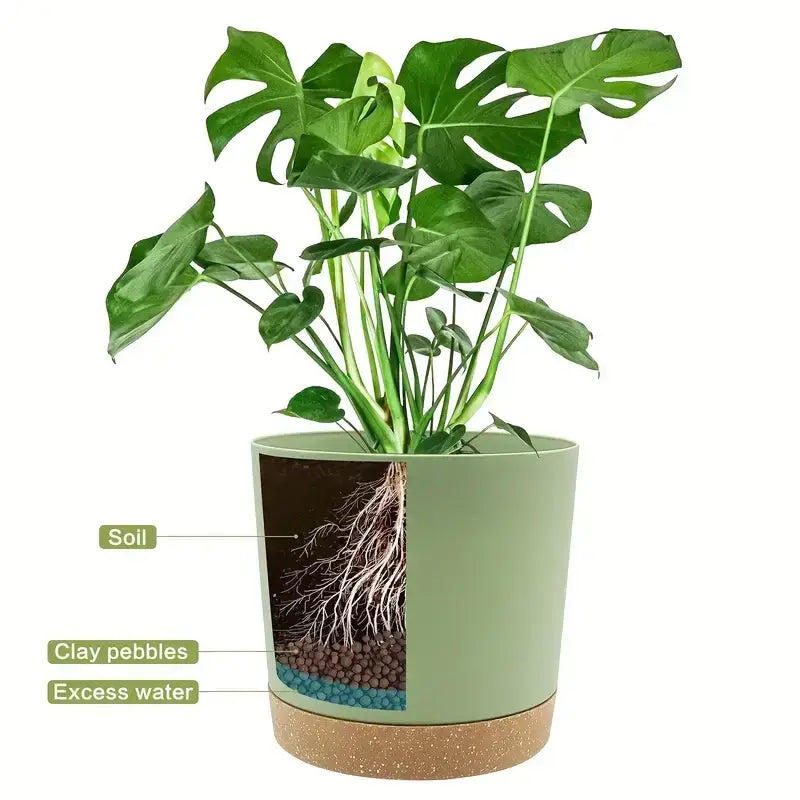 Eine üppig grüne Monstera-Pflanze mit großen durchbrochenen Blättern wächst in einem salbeigrünen modernen Blumentopf aus Kunststoff mit Entwässerung und einer korkfarbenen Basis; dargestellt, wie sie geöffnet ist, um ihre geschichtete Bodenstruktur zu zeigen.