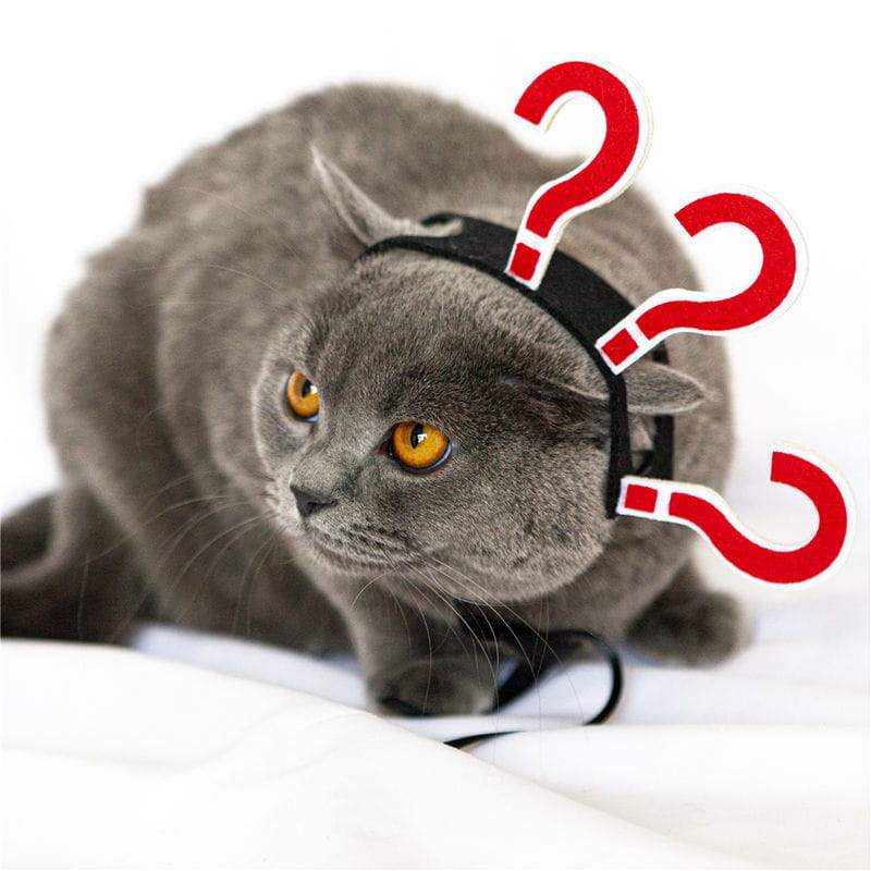 猫と犬向けの面白いペットコスチューム用ヘッドウェアとして、赤い疑問符で飾られた黒い布製のヘッドバンドを着用した、オレンジ色の目のグレーのイギリスンショートヘアの猫。