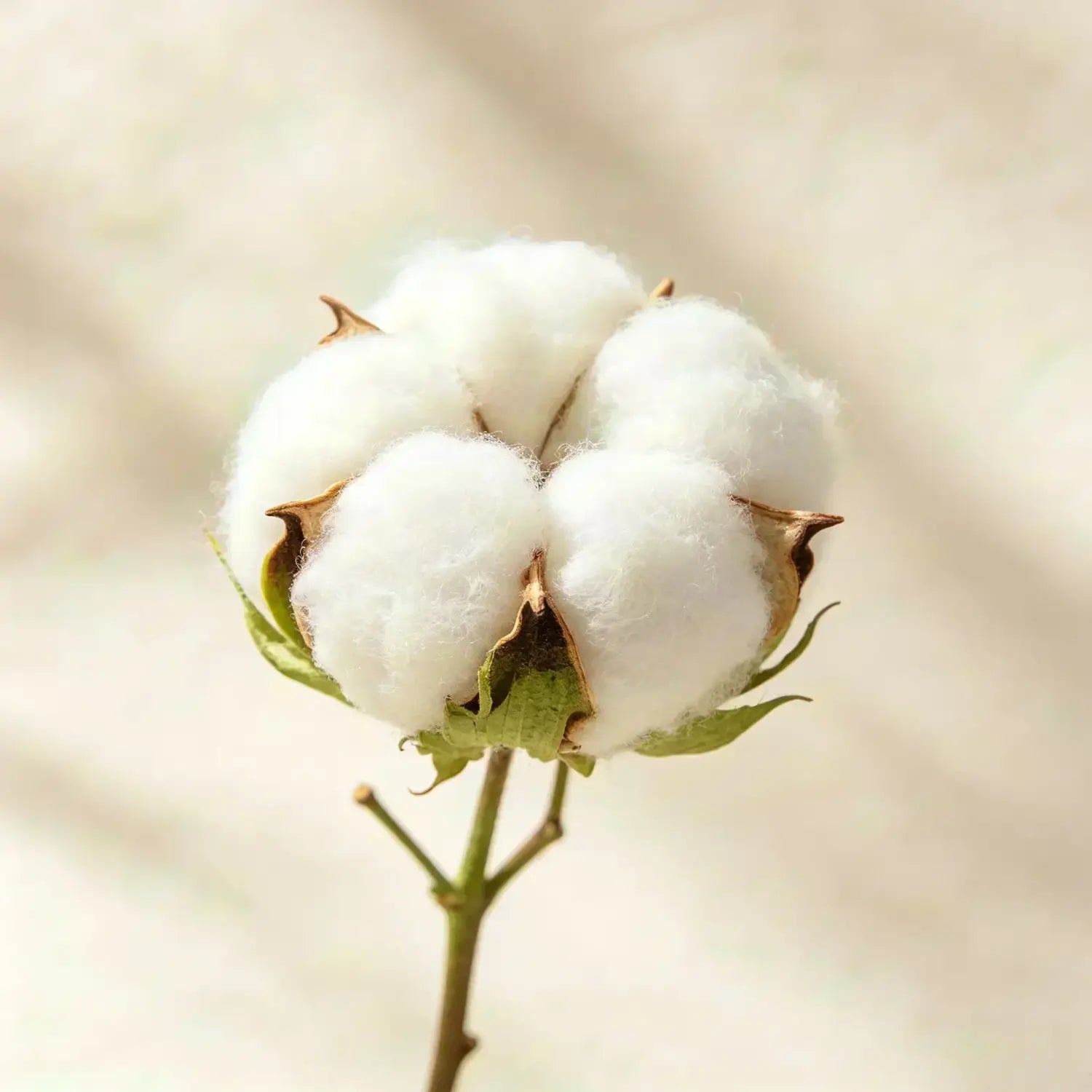 Un copo de algodón blanco esponjoso con fibras suaves y un tallo verde, que aparece en una camiseta de algodón oversize con pájaro bordado.