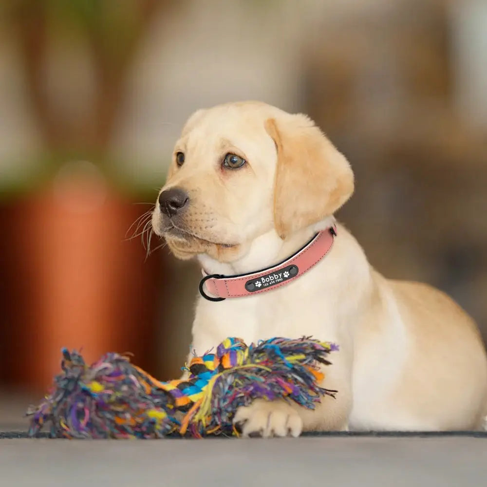 A soft pink customized leather dog collar with a black buckle and engraved bobby nameplate worn by a light golden labrador puppy showing customization information.
