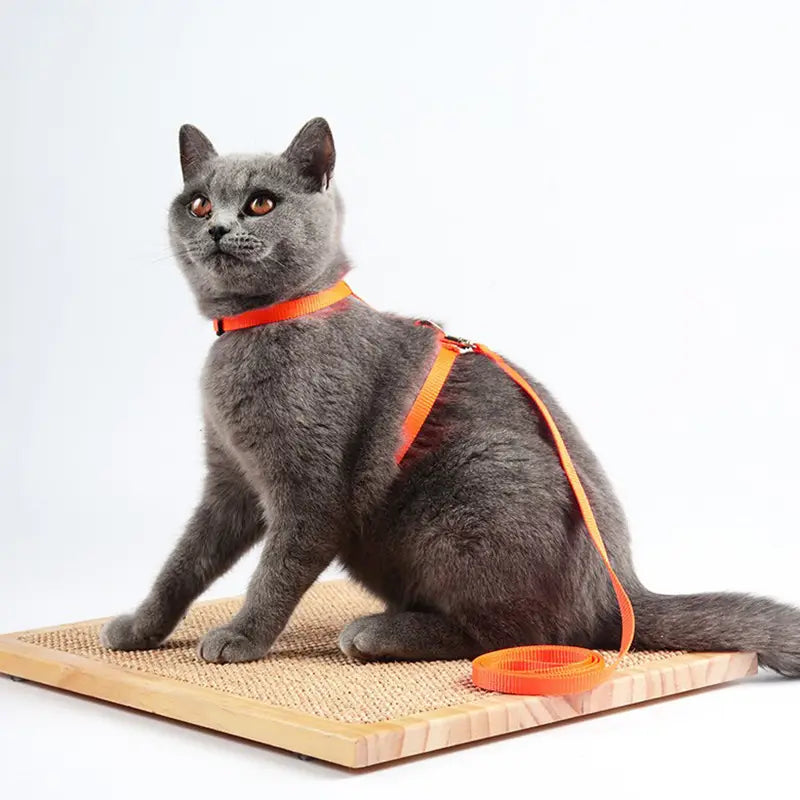 Verstellbares Nylon-Katzengeschirr- und Leinen-Set in Orange mit verstellbaren Trägern für einen sicheren und bequemen Sitz.