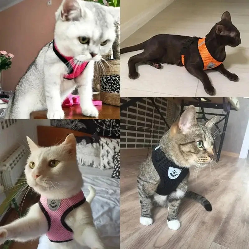胸部にホワイトの肉球ロゴを配したブラックのメッシュ素材の猫用ハーネス。歩行用ベストとして設計され、リード（引き紐）付き。安全性の高い首輪タイプを備え、参考体重の目安に適合しています。