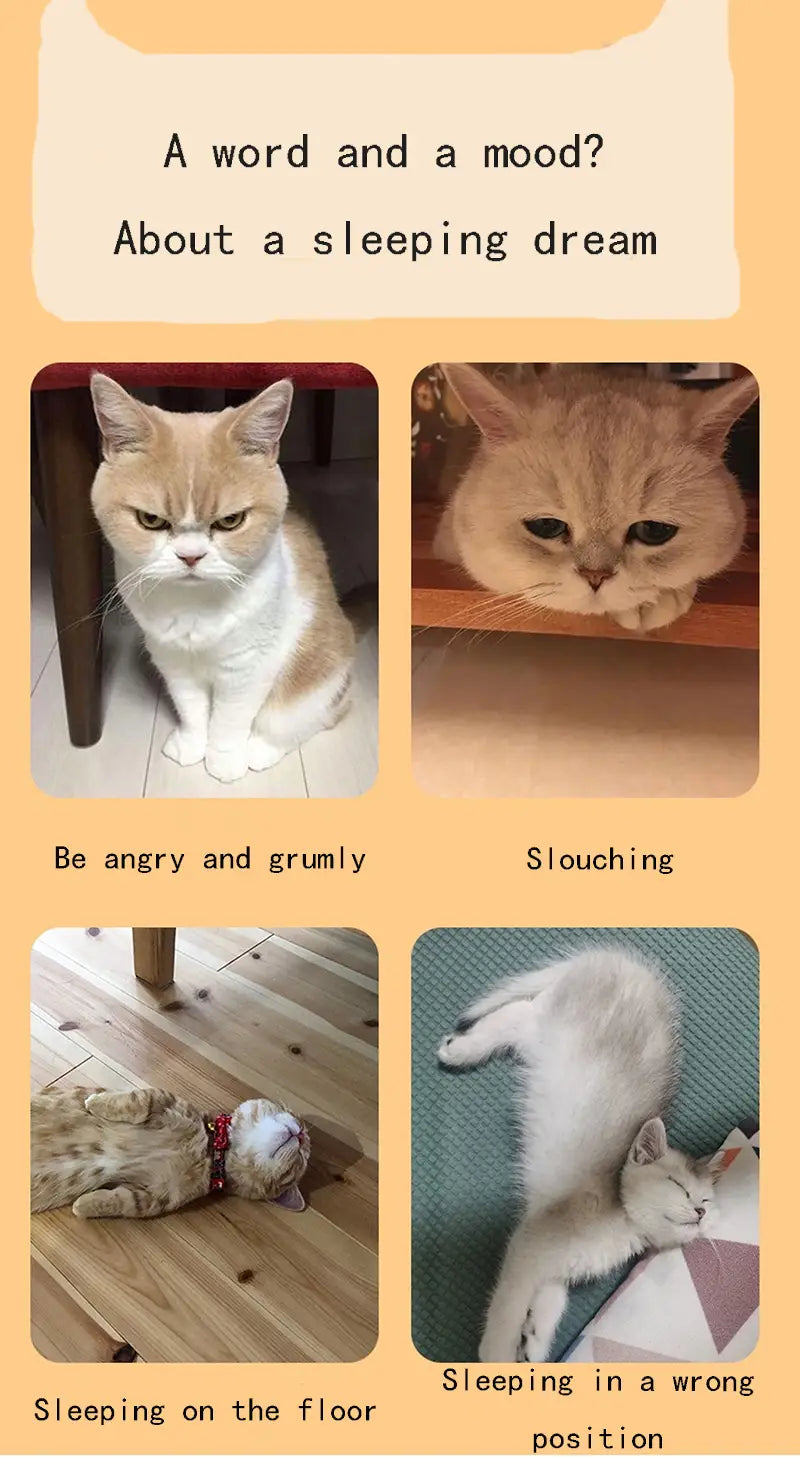 A fluffy cream and white cat with a grumpy expression sits upright on a wooden cat bed featuring a bear pattern.