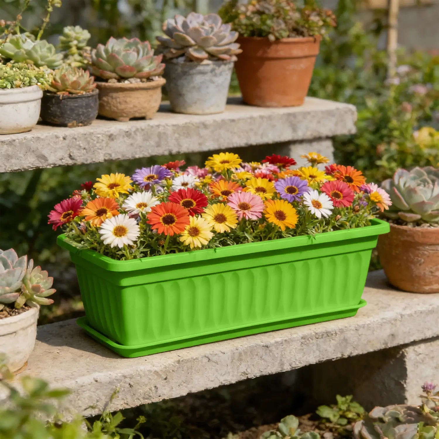 Maceta/bandeja rectangular de plástico verde brillante para semillas, con acanalados verticales, rellena con una mezcla vibrante de margaritas de colores y suculentas, para la descripción del producto de jardinería.
