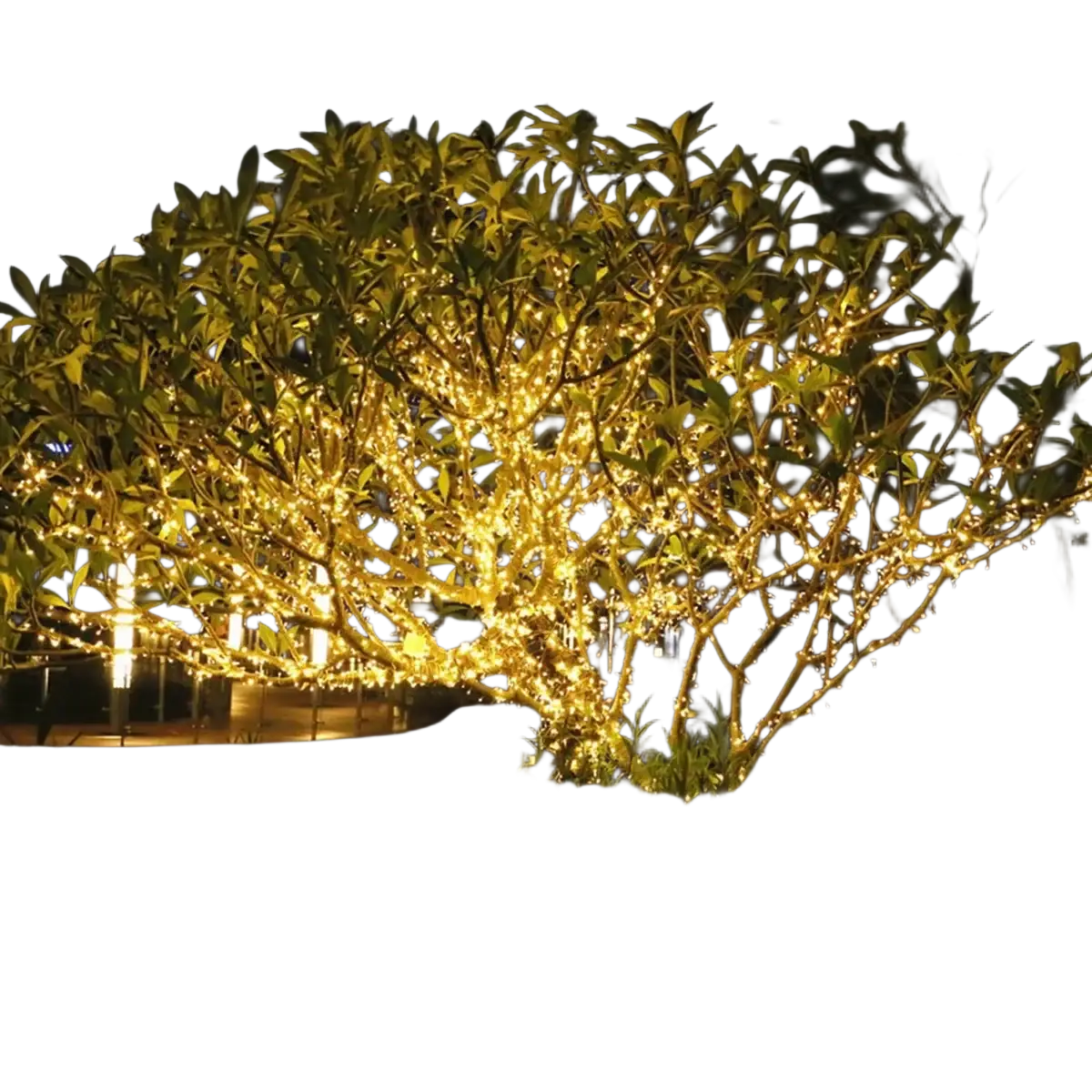 A tree decorated with warm golden led fairy string lights twinkling along its branches with remote control