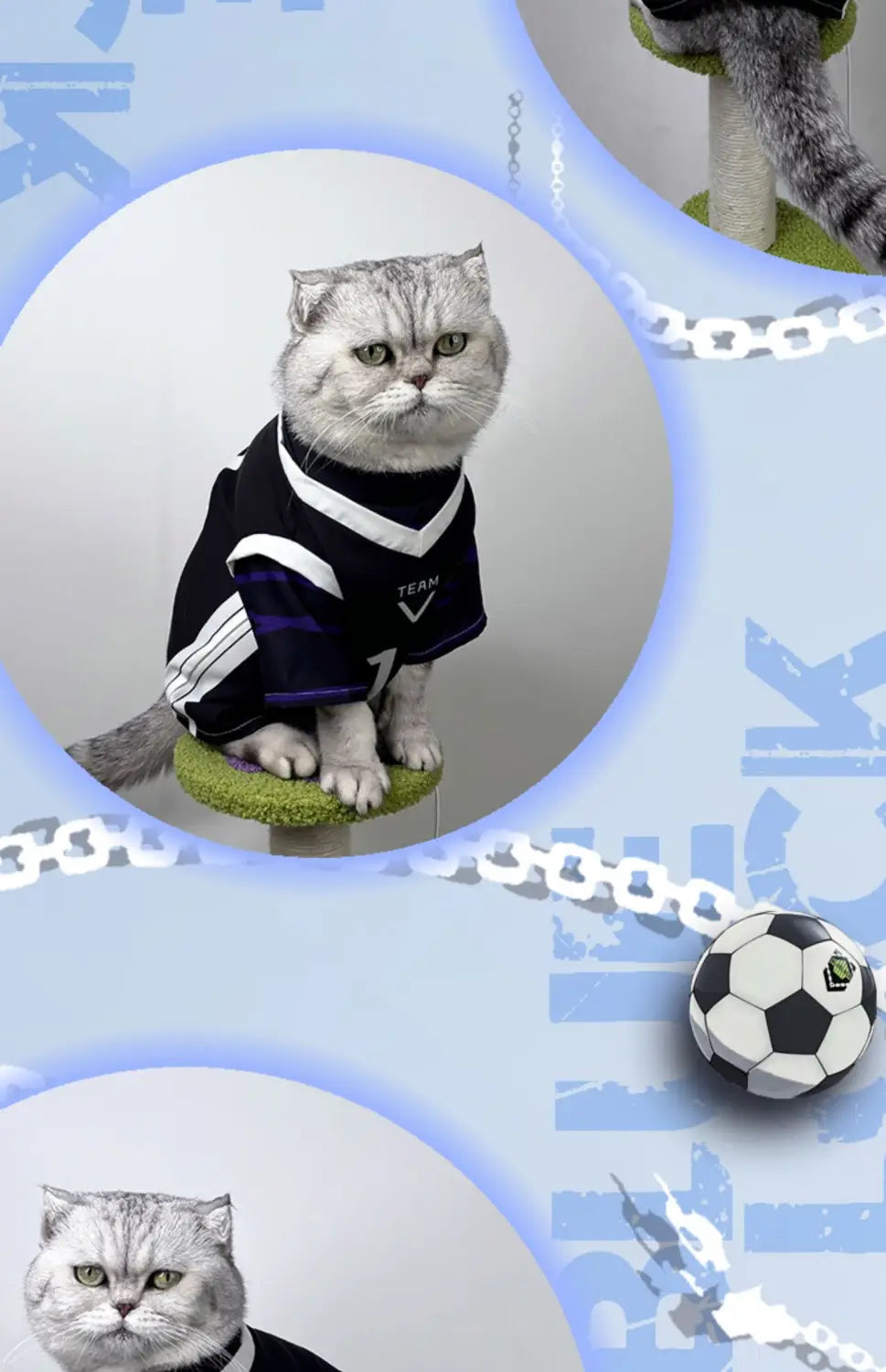 un gato británico de pelo corto gris con un mono de disfraz de cosplay de mascota Nagi Seishiro a rayas negro y blanco, que viste una camiseta de fútbol con el texto «team» en el pecho