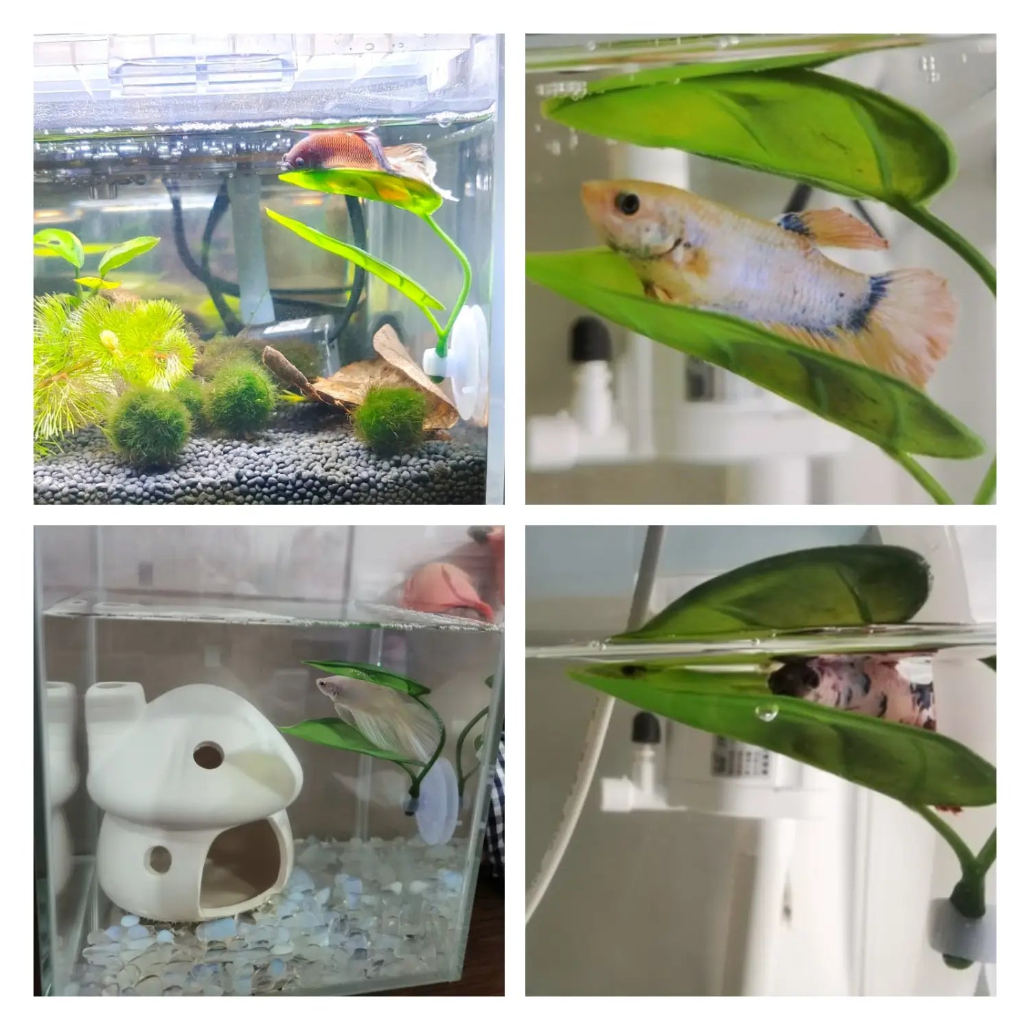 white ceramic frog-shaped aquarium hideout featured as a betta leaf hammock aquarium plant with suction cup for fish shelter and decoration