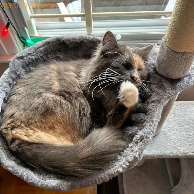 gato calicó esponjoso enrollado en una cómoda cama para mascotas de felpa gris, que actúa como una zona de descanso de felpa suave para el reemplazo del árbol para gatos y mejora el descanso desgastado