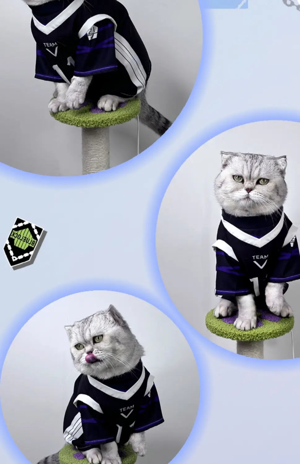 un gato atigrado plateado esponjoso con un mono de disfraz de cosplay de mascota Nagi Seishiro, en camiseta deportiva azul marino y blanca, con el texto «team» impreso en el pecho