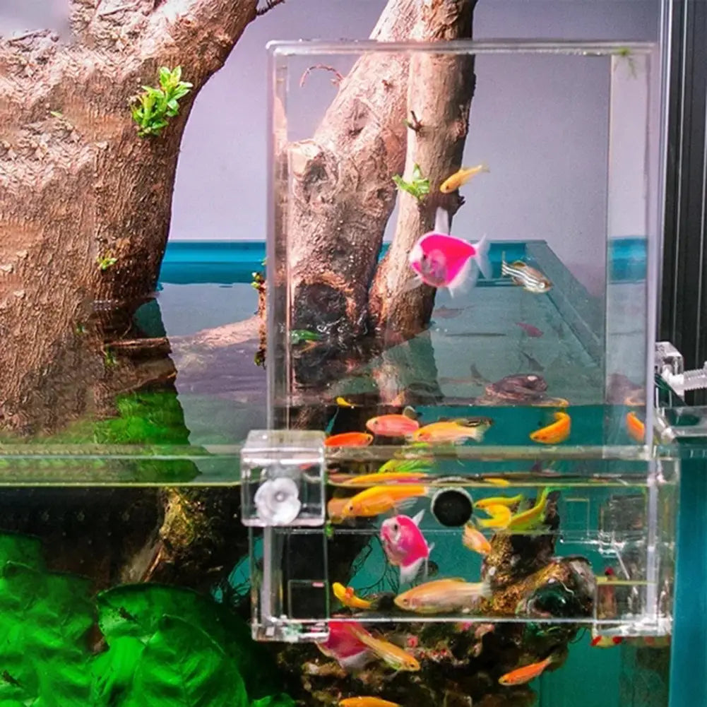 clear acrylic fish tank with transparent walls and internal divider housing colorful tropical fish and green plants designed as a negative pressure aerial aquarium extender