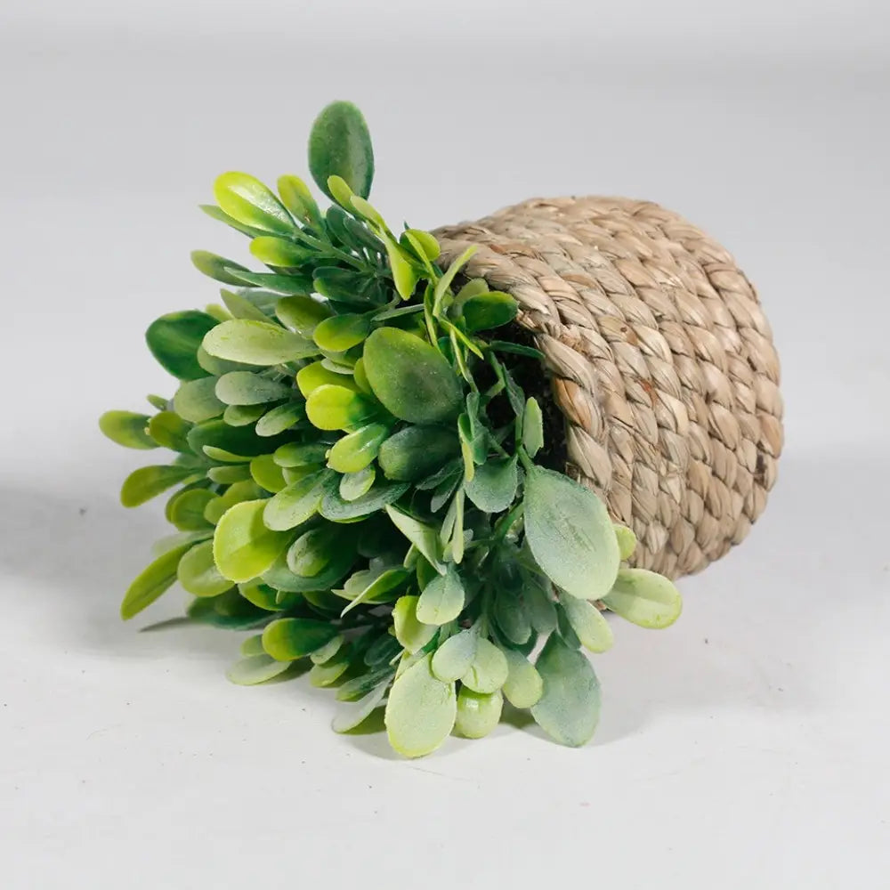 Une luxuriante plante artificielle en pot d’eucalyptus aux feuilles vertes panachées, débordant sur le côté d’un panier en fibres naturelles tressées, mesurant 11 cm