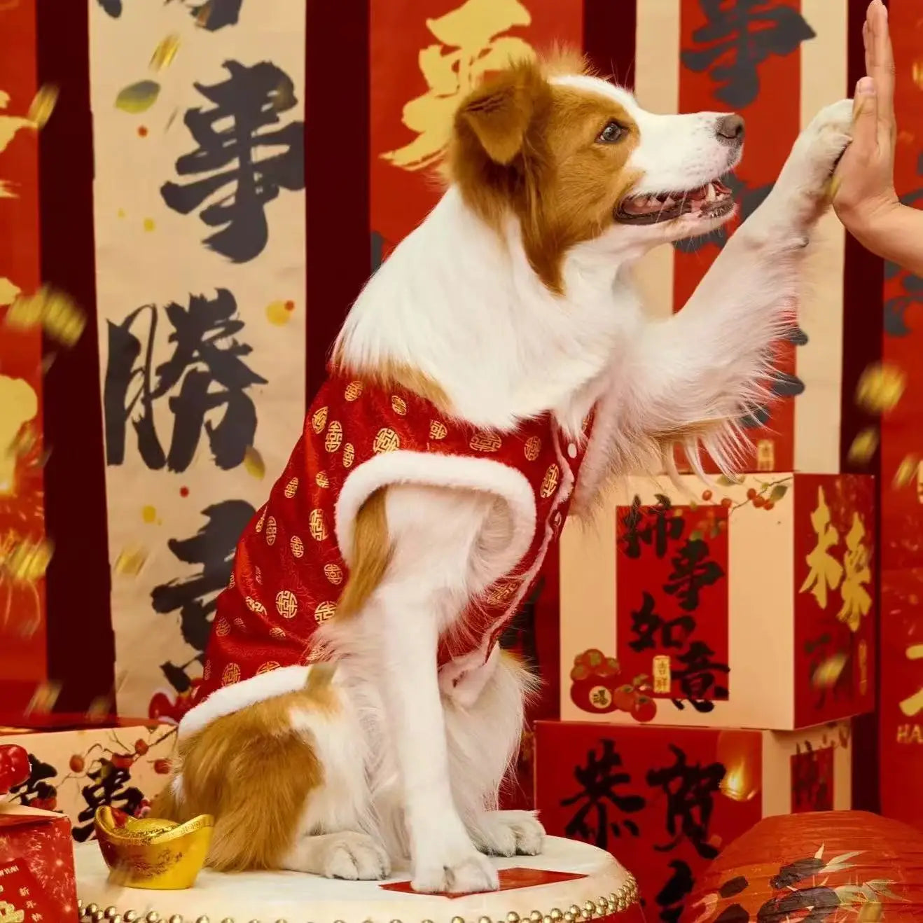 Un perro marrón y blanco esponjoso que lleva ropa para mascotas con patrón tradicional chino para perros grandes, en un chaleco con estampado rojo y ribete de pelo blanco