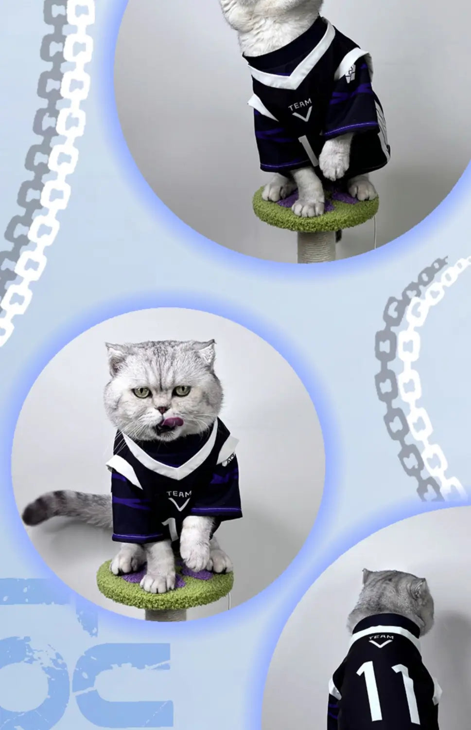 un gato gris visto desde la parte posterior, que lleva un mono de disfraz de cosplay de mascota Nagi Seishiro color azul marino y blanco con el número 11 en la espalda