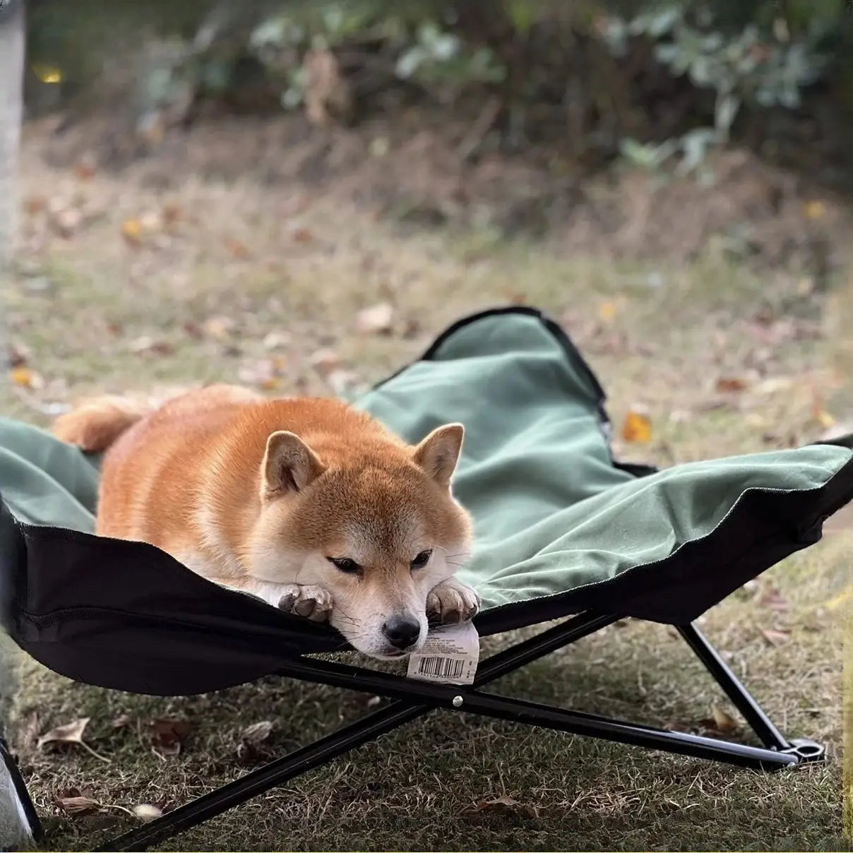 A cozy red and white shiba inu dog resting on a green fabric foldable pet cot with a black metal frame model number 1.