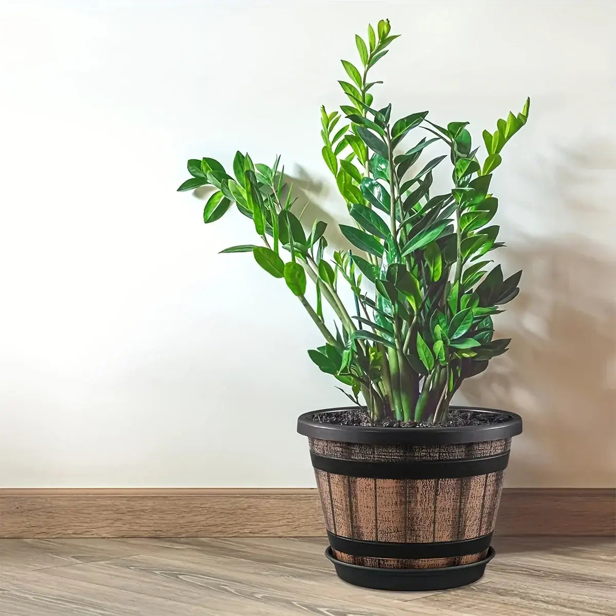 Planta zz verde exuberante que prospera en una maceta de plástico en forma de barril de whisky con bandas de metal negro y orificios de drenaje