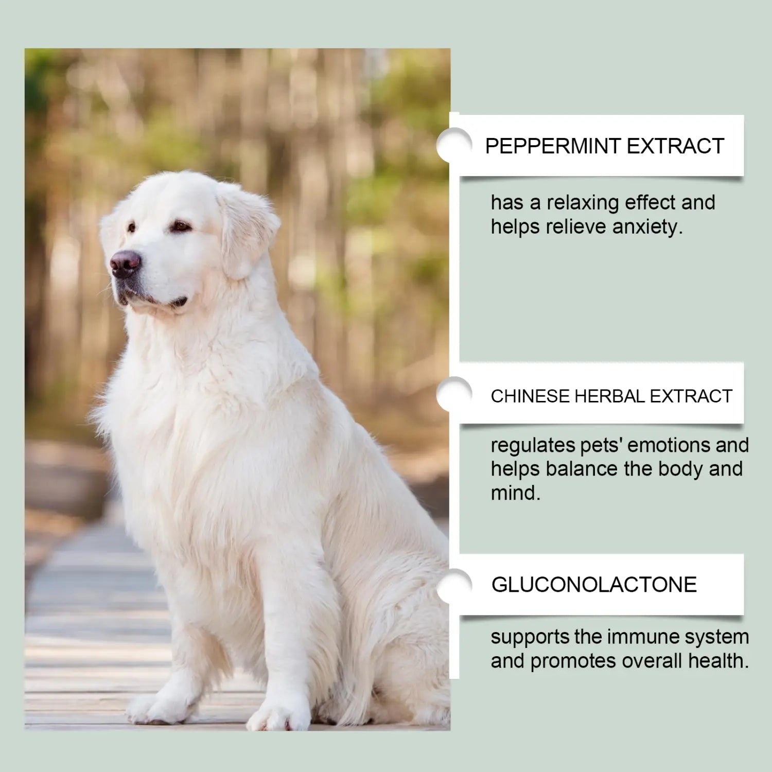 a fluffy white golden retriever sits calmly on a wooden path illustrating the calming effect of pet anxiety relief drops for dogs and cats