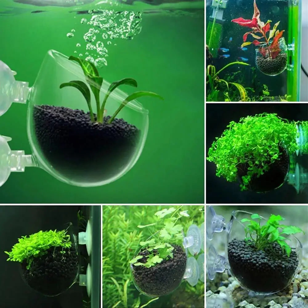 clear plastic acrylic aquatic plant cup with suction holder filled with dark gravel and holding a small green aquatic plant
