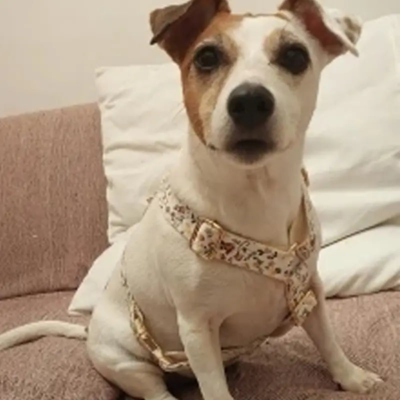 レオパードプリントのデザイナーパーソナライズド犬用首輪に、ゴールドトーンの金属金具をあしらった、白とタンのジャックラッセルテリア。おしゃれなペットアクセサリーとしての犬用首輪です。
