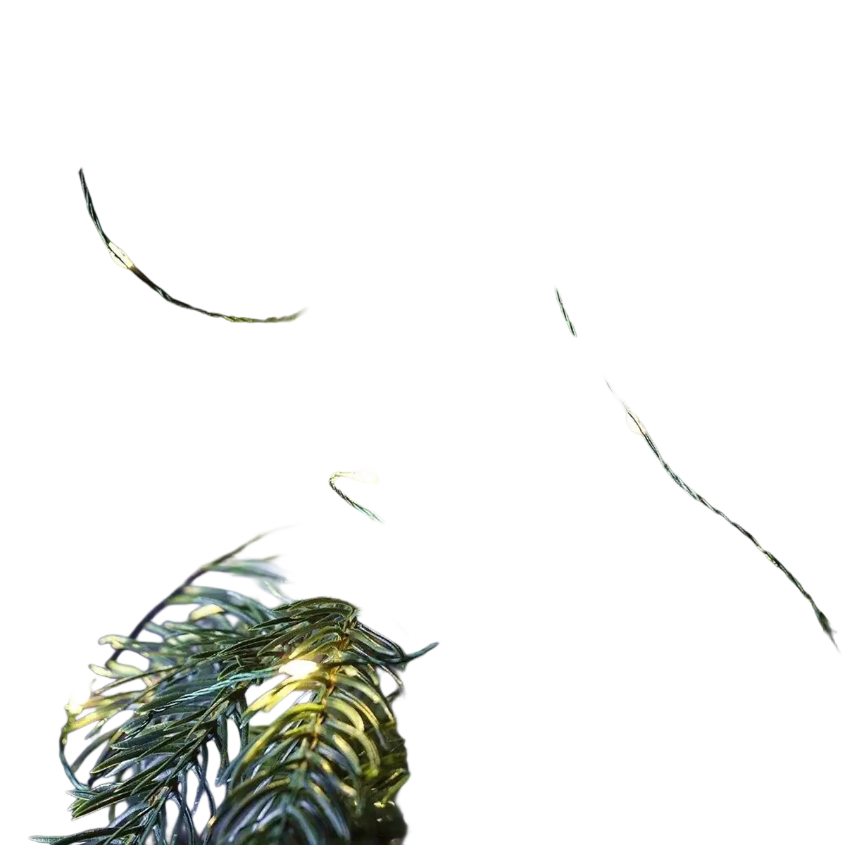 String of warm white led fairy lights on green copper wire wrapped among pine branches for outdoor decoration