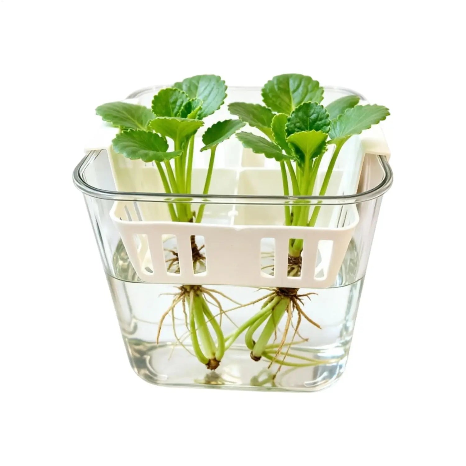 Transparenter Glas-Hydroponik-Blumentopf mit weißem Kunststoff-Raster-Netztöpfeinsatz in 4 Feldern, der grüne Blattpflanzen in Wasser hält.