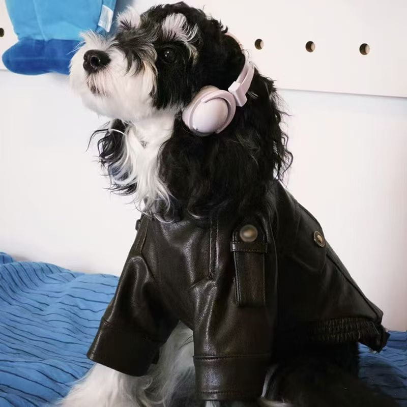 Un perro negro y blanco que lleva un abrigo cálido de piel sintética marrón oscuro con botones plateados.