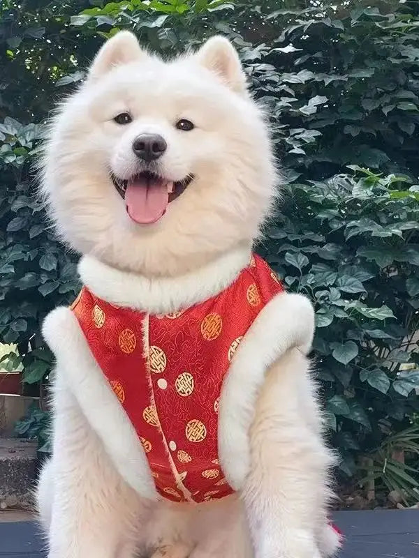 Un perro samoyedo blanco y esponjoso que lleva ropa roja para mascotas de perros grandes con un patrón tradicional chino que presenta diseños circulares dorados y ribetes de pelo blanco.