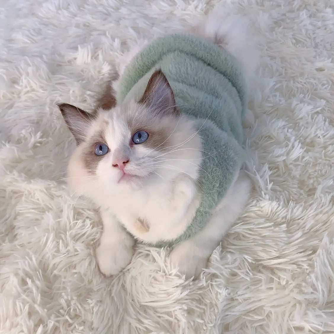 Un gato Ragdoll blanco y castaño claro, mullido y esponjoso, con llamativos ojos azules, que lleva un suave suéter de invierno esponjoso y acanalado color verde menta, con un adorable aplique de cerdito; ideal para la ropa de gatitos y accesorios para gatos en clima frío.