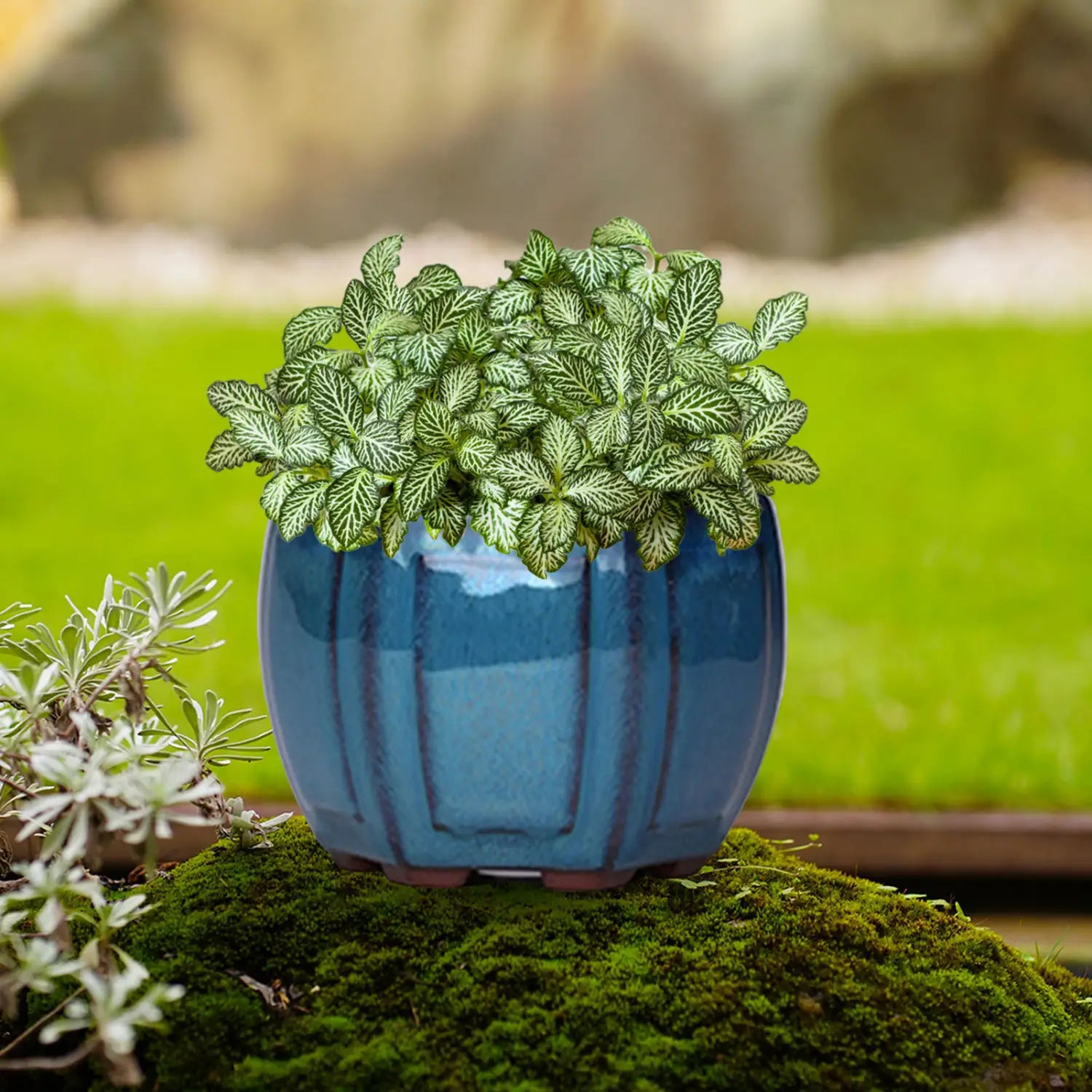 Ein leuchtend blauer Keramik-Blumentopf mit vertikalen Rillen und einem Drainageloch, der eine üppige Blattpflanze mit grünen Blättern mit weißer Aderung beherbergt.