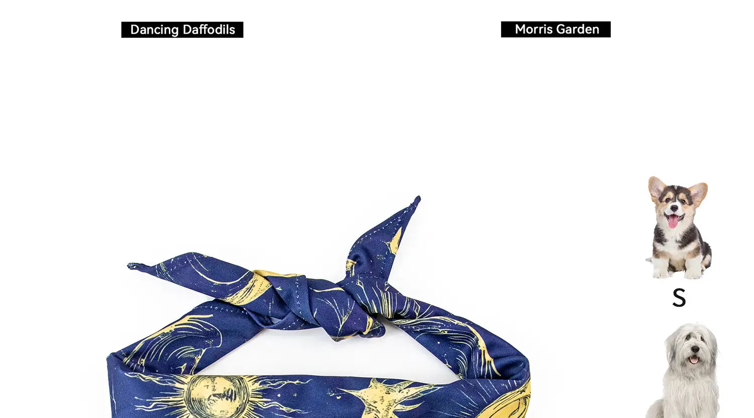 Bandeau pour tête en tissu bleu et or à motifs, avec un design noué, présentant des motifs célestes de la collection « Dancing Daffodils » de « Morris Garden », pour un ensemble de collier pour animal de compagnie à circonférence du cou réglable et de laisse pour animal de compagnie.
