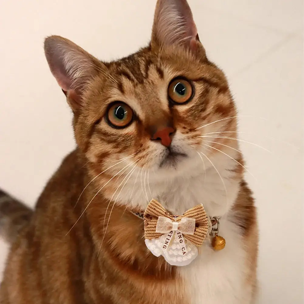 a brown tabby cat wearing an adjustable length floral cat collar with a bell and decorative bow tie