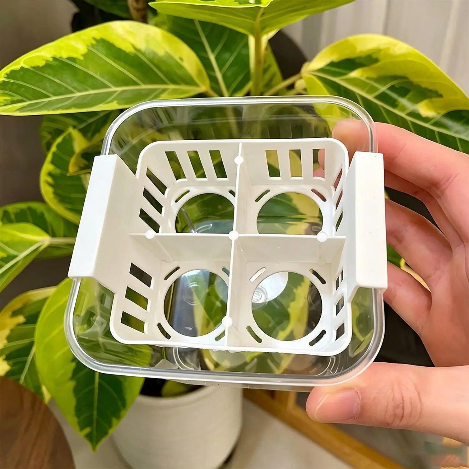 Transparenter Kunststoff-Hydroponik-Blumentopf mit einem weißen, unterteilten Inneneinsatz mit vier runden Aussparungen und Seitengriffen für Netztöpfe.
