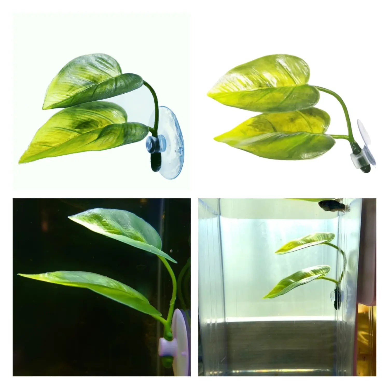 Betta leaf hammock aquarium plant with green artificial glossy foliage and clear suction cup base for aquarium decoration.