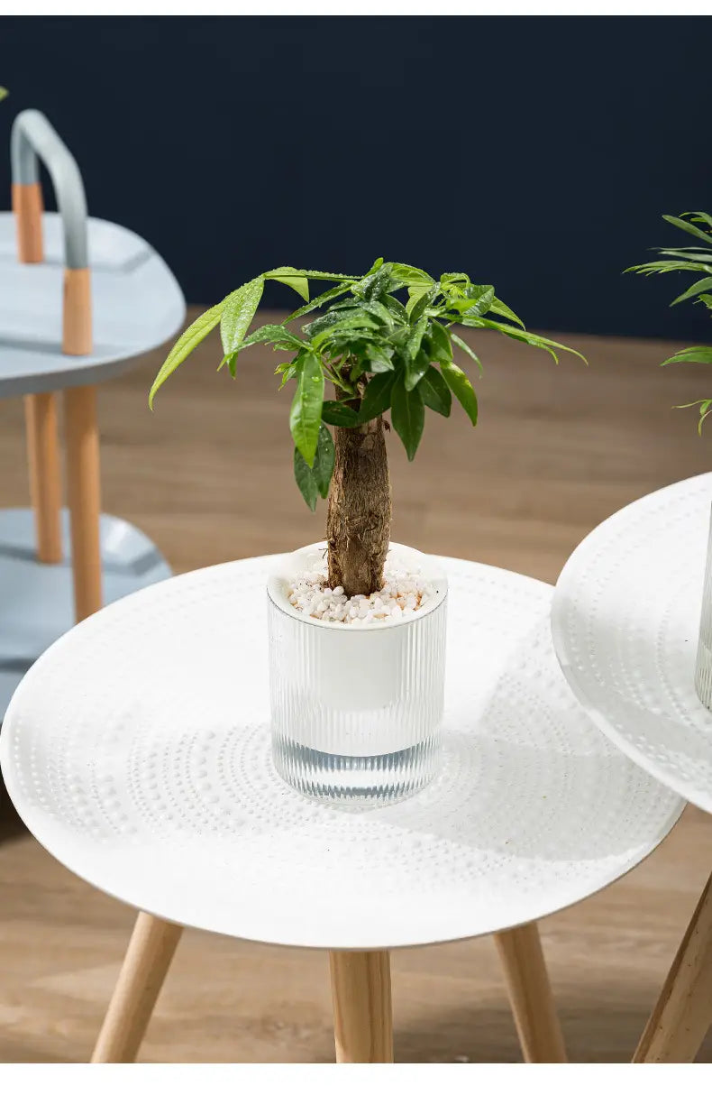 Ein selbstbewässernder Indoor-Pflanztopf aus Glas für den Schreibtisch, der einen im Topf sitzenden Geldbaum mit üppig grünen Blättern und einem strukturierten braunen Stamm aufweist, in einen klaren Glasbehälter mit weißen Kieselsteinen eingesetzt