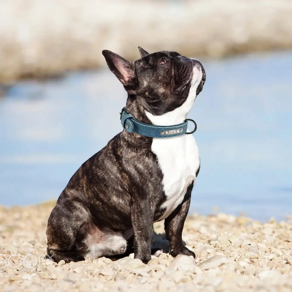 A teal leather dog collar with a silver buckle and customized engraved nameplate showcasing customization information.