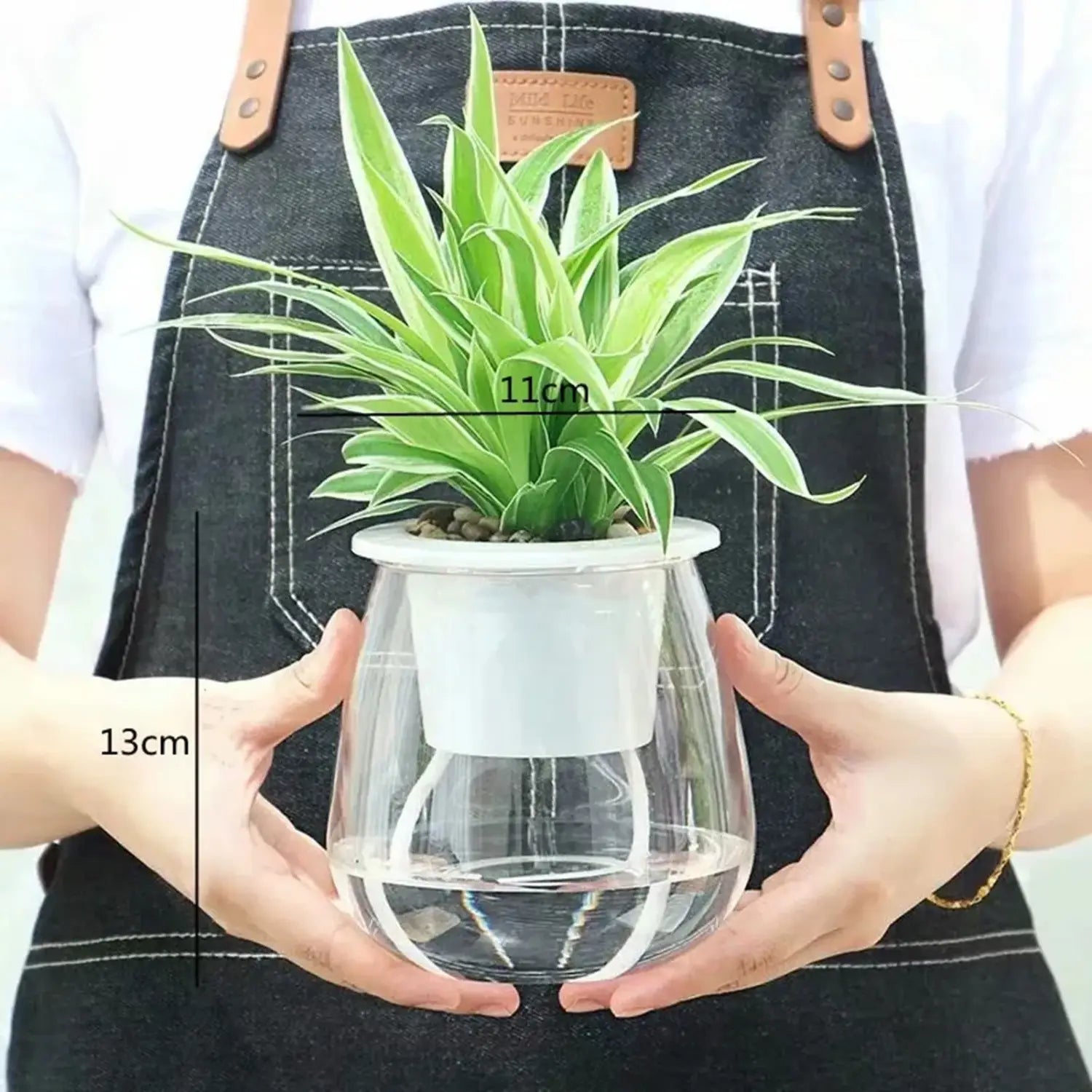 白色のプラスチック製リザーバーを備えた、緑色の斑入りのクモ植物(スパイダープランツ)の、クリアガラス製セルフウォーターリング・ミニプラスチック多肉植物ポット。