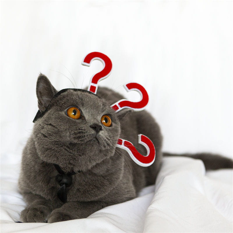 猫と犬向けの面白いペットコスチューム用ヘッドウェアのコレクションから、黒い蝶ネクタイを着けた印象的なオレンジ色の目のグレーのイギリスンショートヘアの猫。