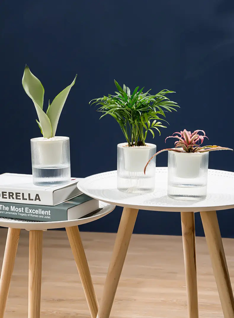 Drei klar erkennbare Gläserne selbstbewässernde Indoor-Pflanzentöpfe mit vertiefter Rippentextur, jeweils mit einer anderen kleinen Topfpflanze für die Nutzung auf dem Schreibtisch.