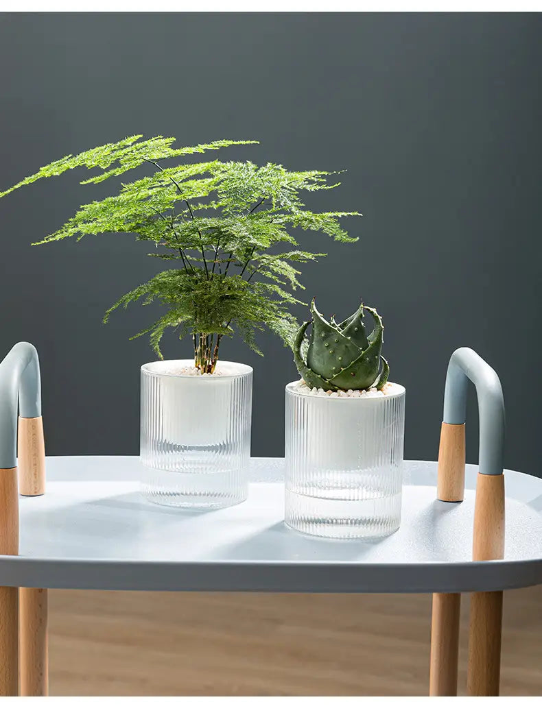 Zwei klare gerippte gläserne selbstbewässernde Indoor-Pflanzentöpfe halten einen gefiederten grünen Spargel-Farn und eine stachelige dunkelgrüne Sukkulente für die Nutzung auf einem Schreibtisch-Planter.