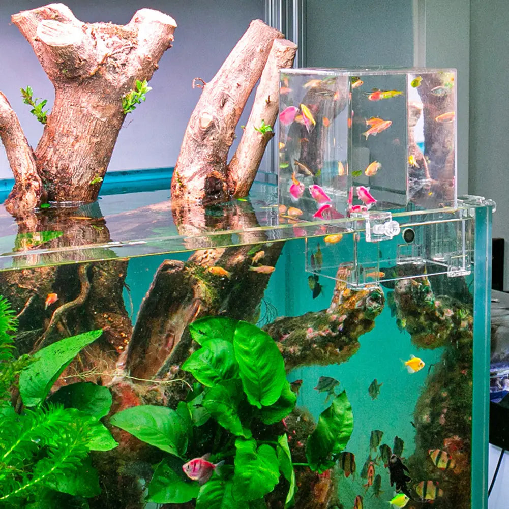 Clear acrylic fish tank with a transparent rectangular divider housing colorful tropical fish designed as a negative pressure fish tank aerial aquarium extender.