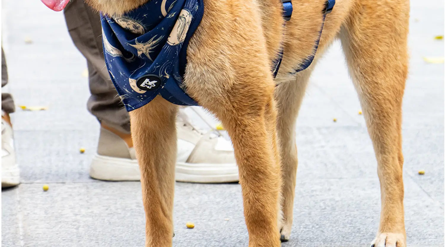 Un chien de couleur beige portant un bandana bleu à motifs célestes, modélisant un ensemble de harnais pour animal de compagnie avec collier à circonférence du cou réglable et laisse.