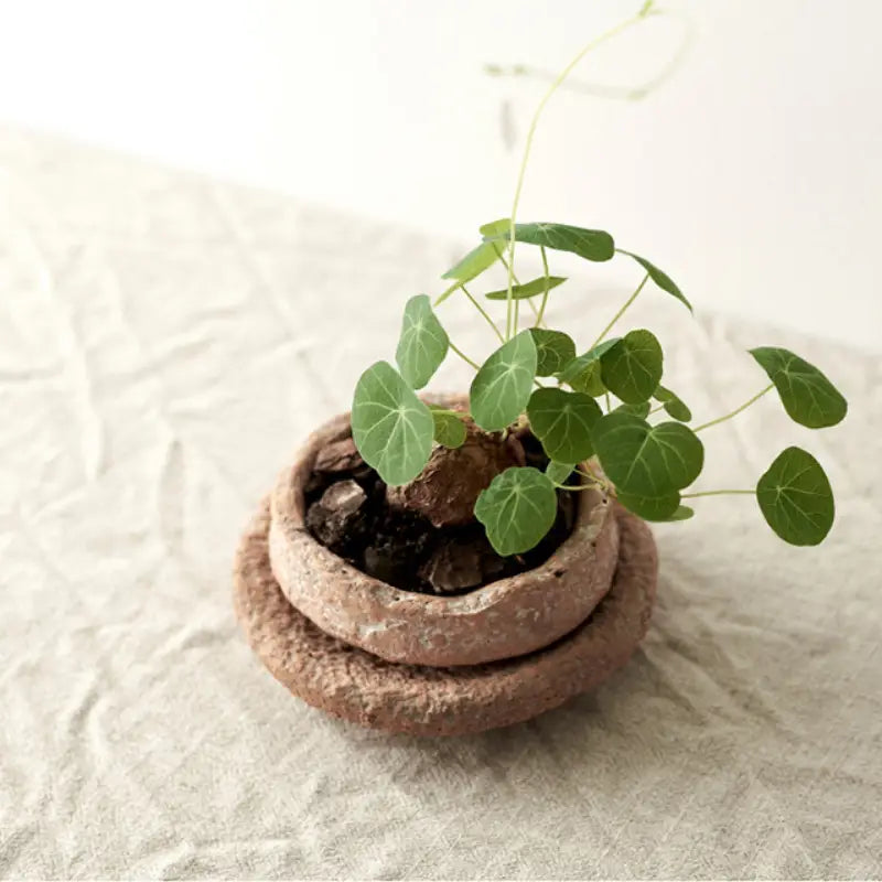 Ein handgefertigter Keramik-Blumentopf mit Untersetzer und strukturierter, erdiger Oberfläche, der eine kleine grüne Pflanze mit runden Blättern enthält.