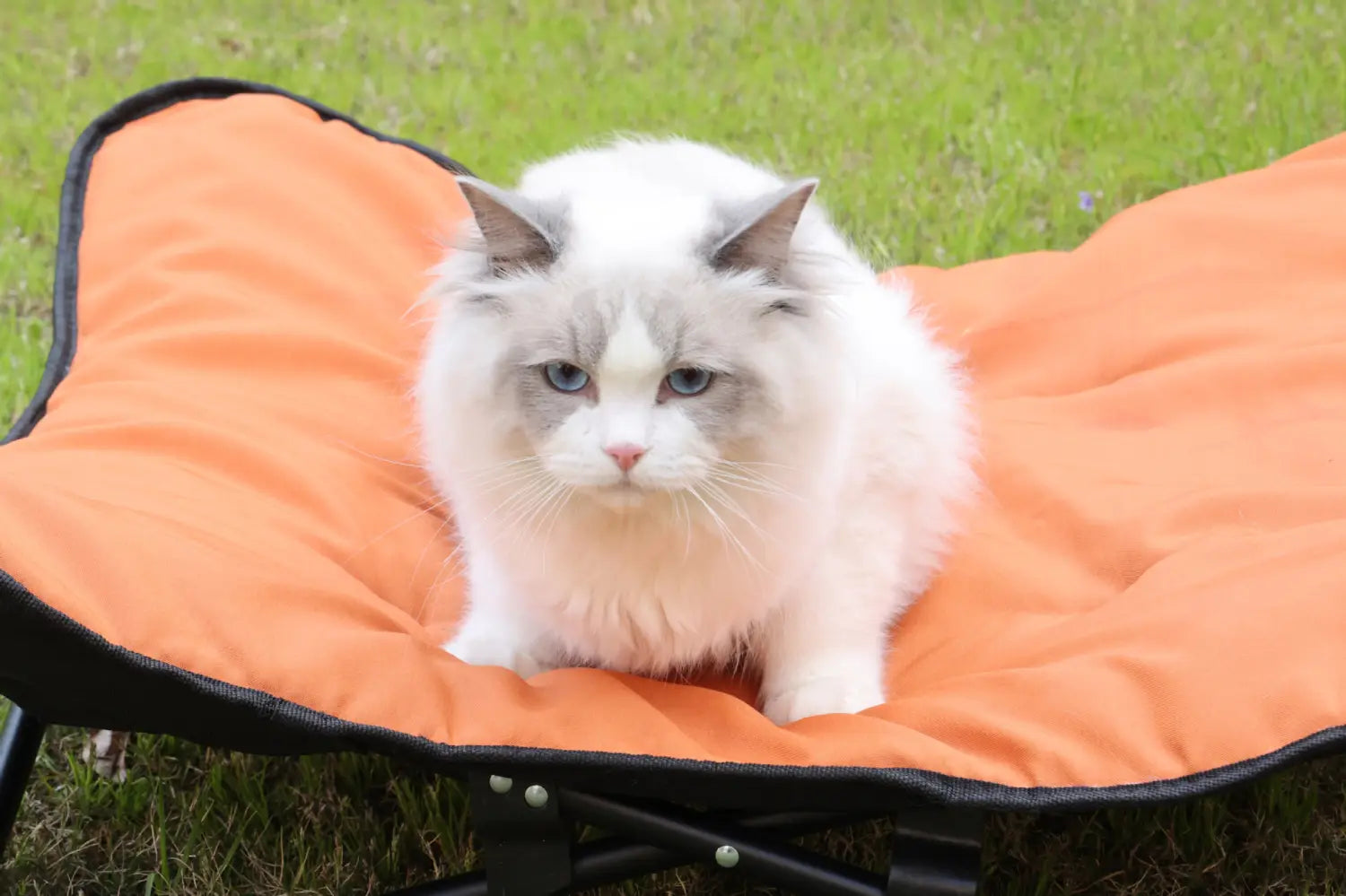 A fluffy white and gray cat with blue eyes sits calmly on an orange foldable pet cot with a metal frame model number 1.