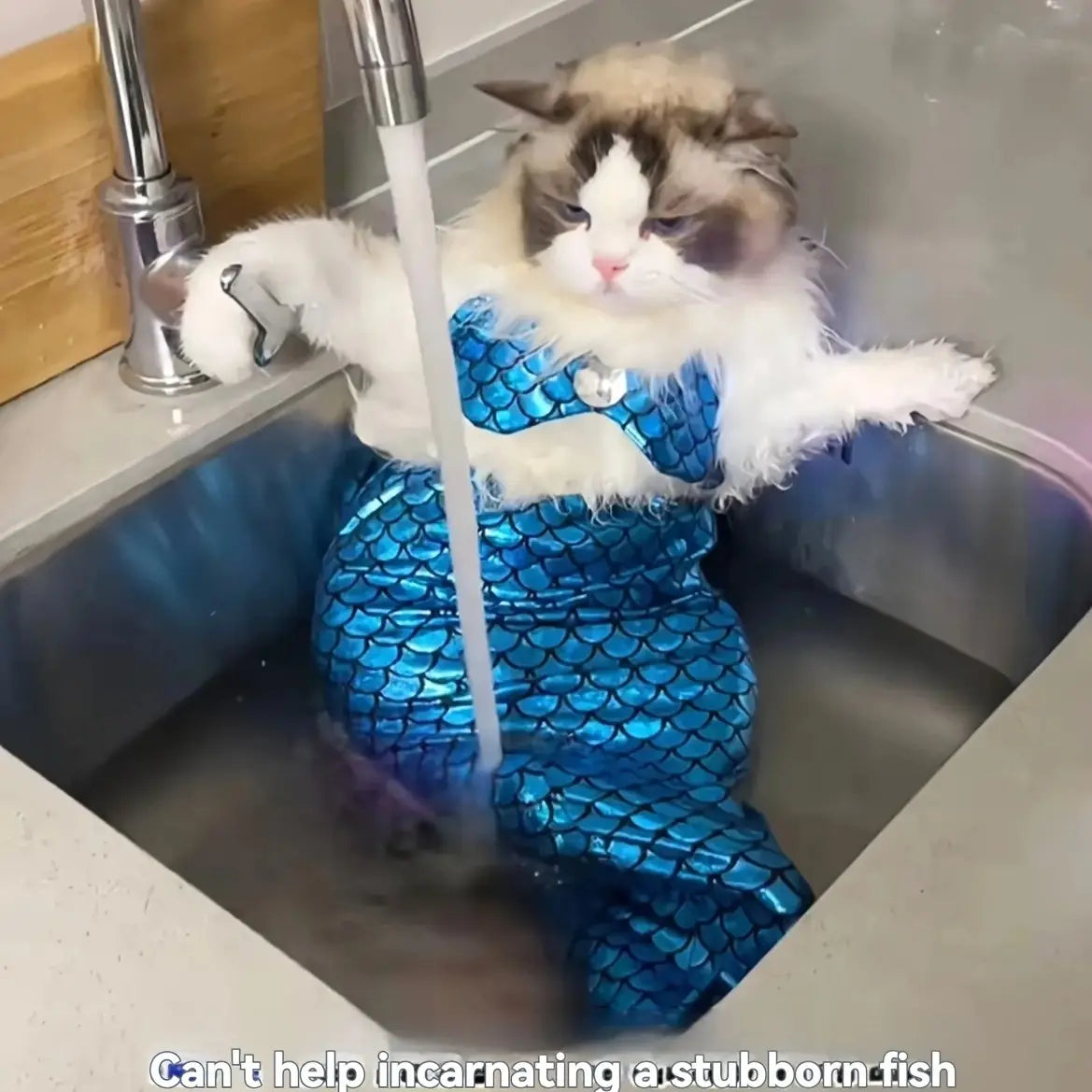 Eine flauschige Katze trägt ein glänzendes Meerjungfrauenkostüm aus Dacron mit Schuppenmustern; es handelt sich um Haustierbekleidung. Das Kostüm sitzt in einem Waschbecken unter fließendem Wasser.