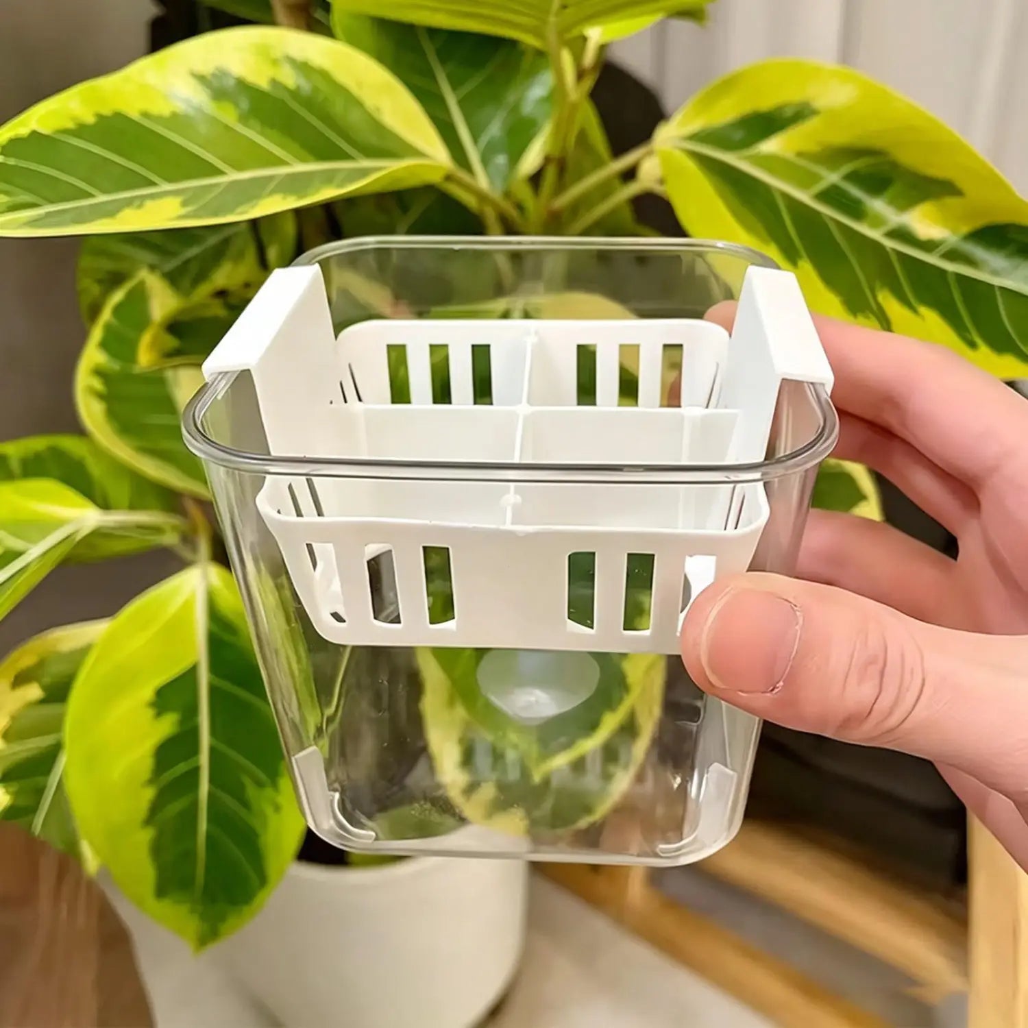 Transparenter Kunststoff-Hydroponik-Blumentopf mit weißem Lamellen-Trennfacheinsatz mit vier Raster-Netztöpfen für ein effizientes Pflanzenwachstum.