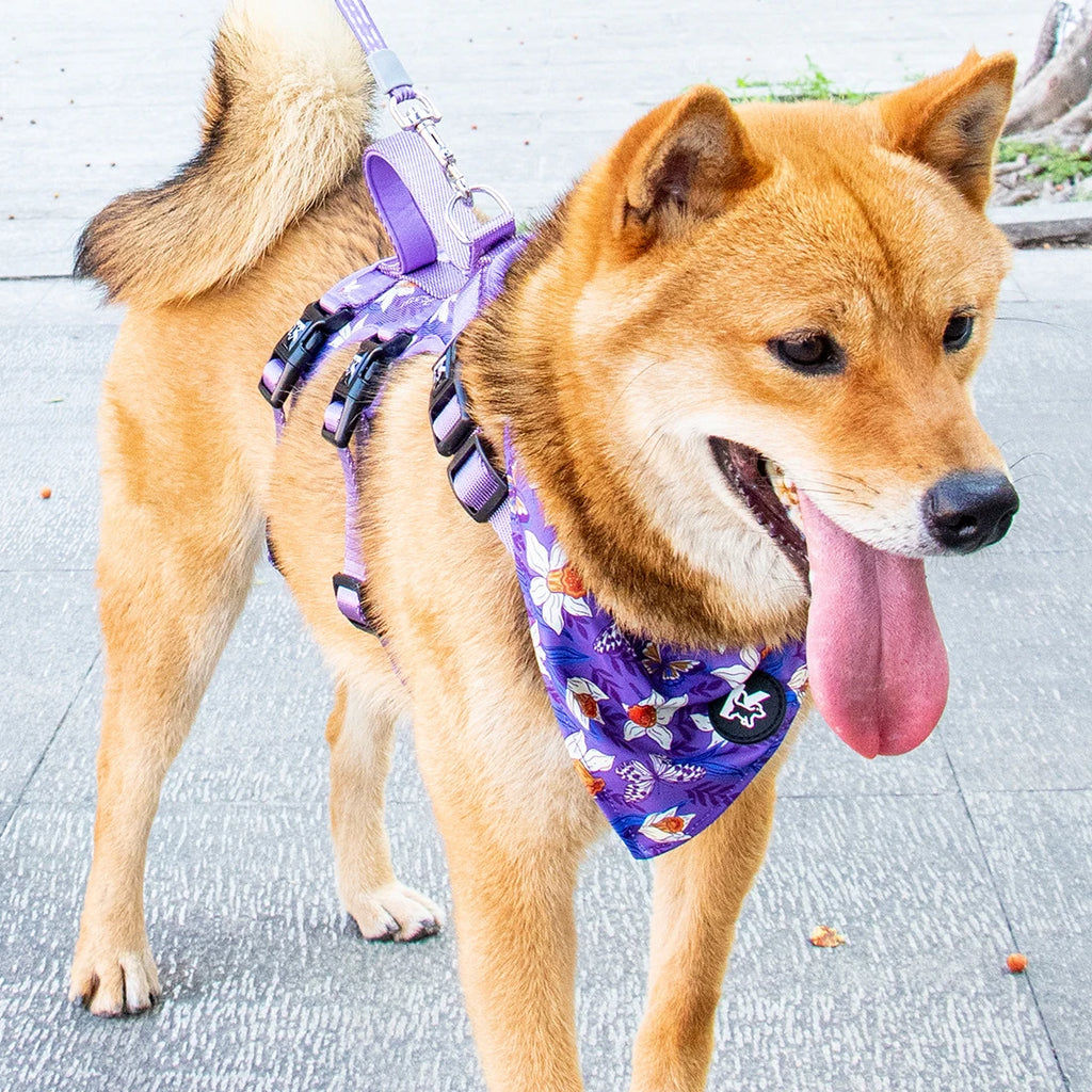 Pet Travel Set - Adjustable Dog Chest Harness / Dog Leash / Pet Bib / Pet Collar, Suitable For Small/Medium/Large Dogs