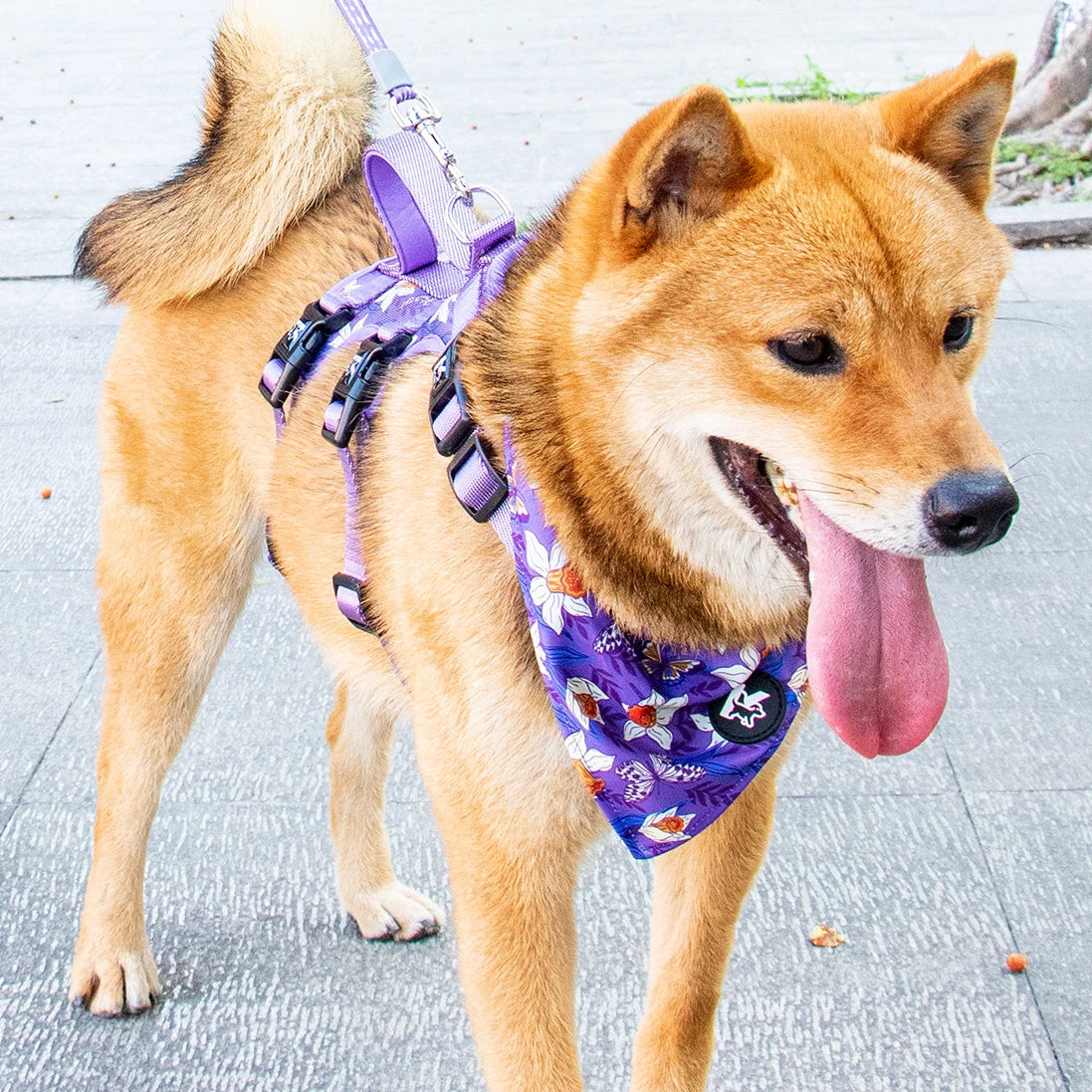 Pet Travel Set - Adjustable Dog Chest Harness / Dog Leash / Pet Bib / Pet Collar, Suitable For Small/Medium/Large Dogs