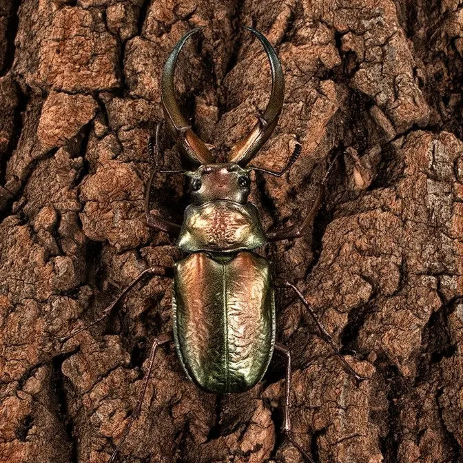 Original Bandai Biological Encyclopedia Gashapon Toys Stag Beetle Series 10 Phalacrognathus Muelleri Simulated Insects Model Toy