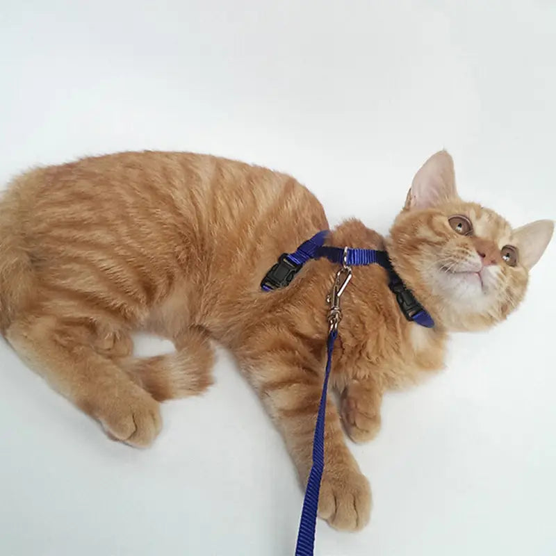 Verstellbares Nylon-Katzengeschirr- und Leinen-Set aus blauem gewebtem Material mit schwarzen Kunststoffschnallen und einer passenden, daran befestigten Leine.